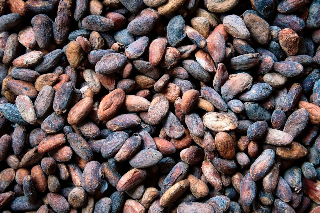 Home High-resolution image of raw cocoa beans, perfect for illustrating chocolate production.